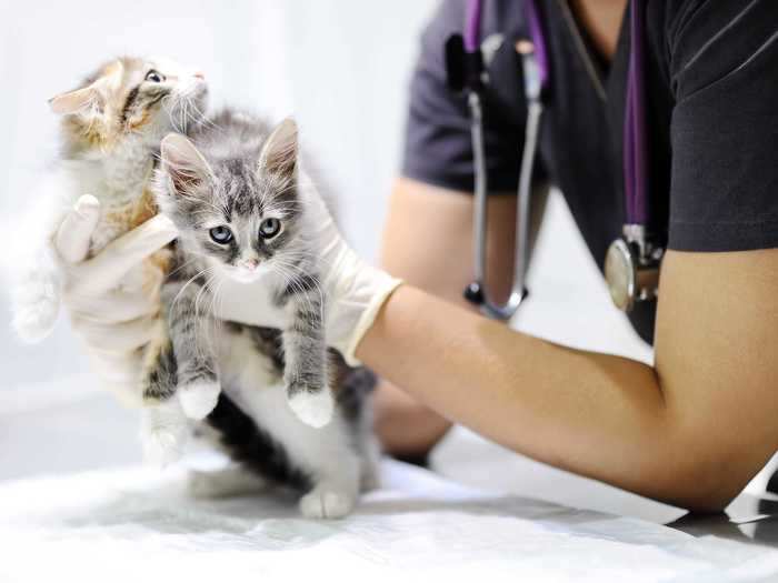 Pet cats should be spayed or neutered.