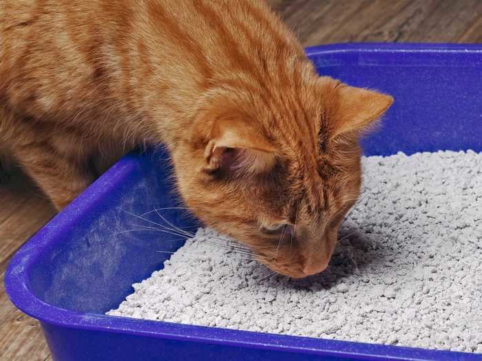 Make sure the litter box is big enough and isolated enough for your cat.