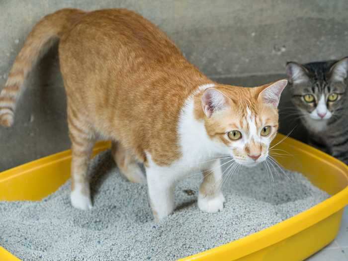 Owners should always have more litter boxes than cats.