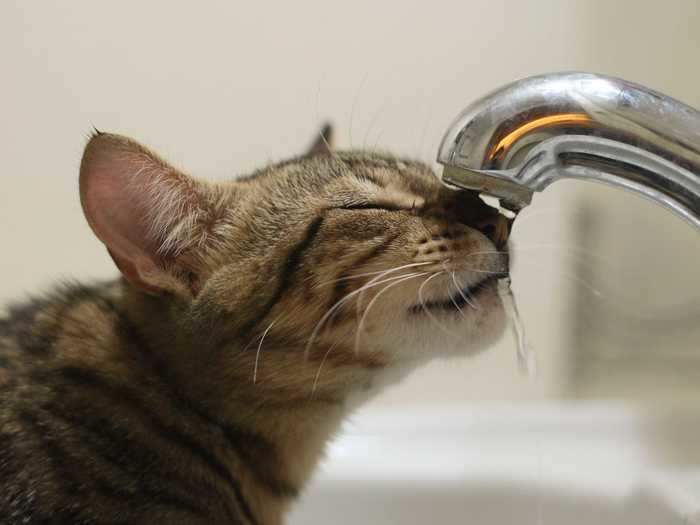 Make sure your cat has access to water at all times.