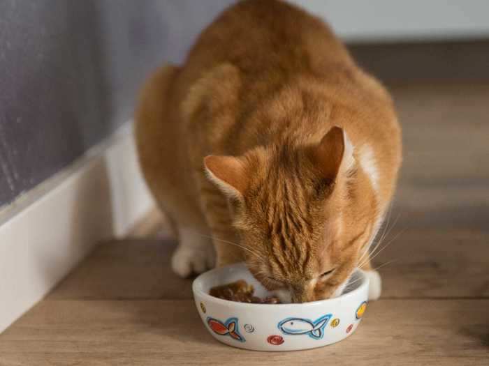 Cat owners should try to mimic how their pets feed in the wild.