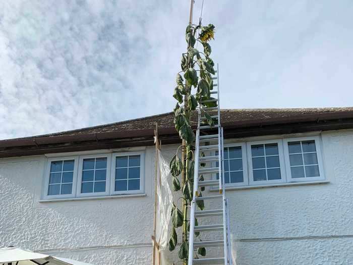 Douglas reckons the plant may have another inch or two in it yet.