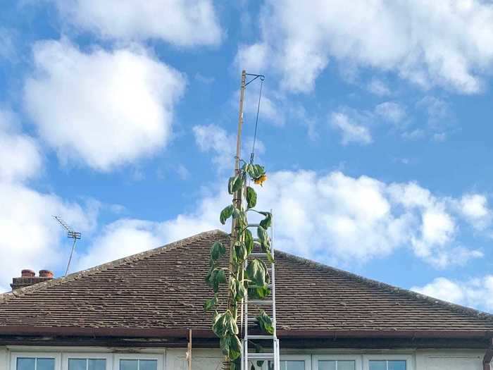 The sunflower is now 20 feet tall, making it the tallest in the UK. And Stellan seems pretty pleased with it.