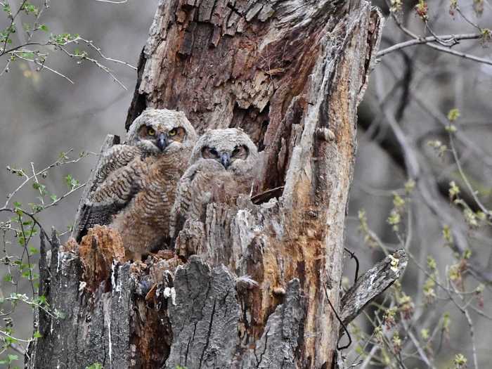 How many great horned owls do you see in this photo?