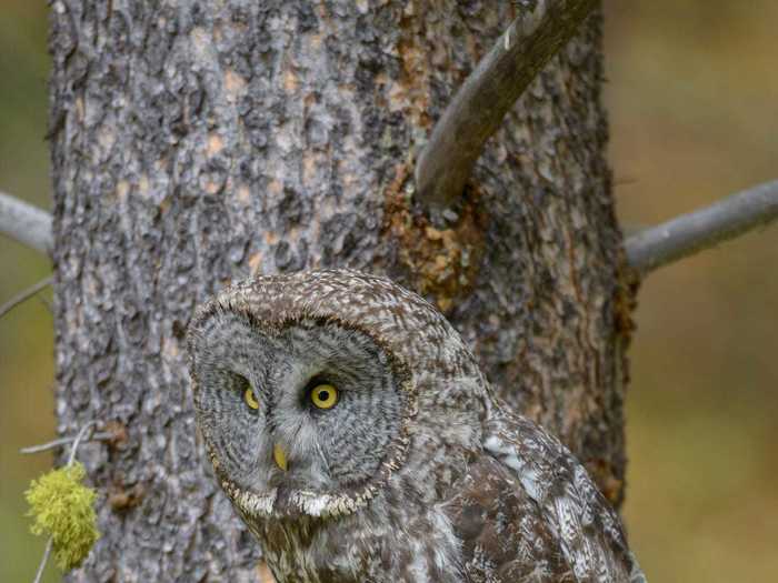 Do you see the great gray owl?