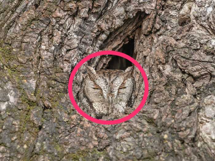 The owl is nestled into a hole in a tree.