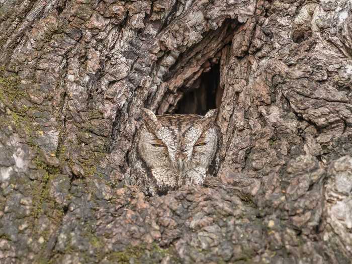 Can you spot the sleepy western screech owl?