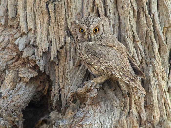 Can you see the Eurasian scops owl against the tree?