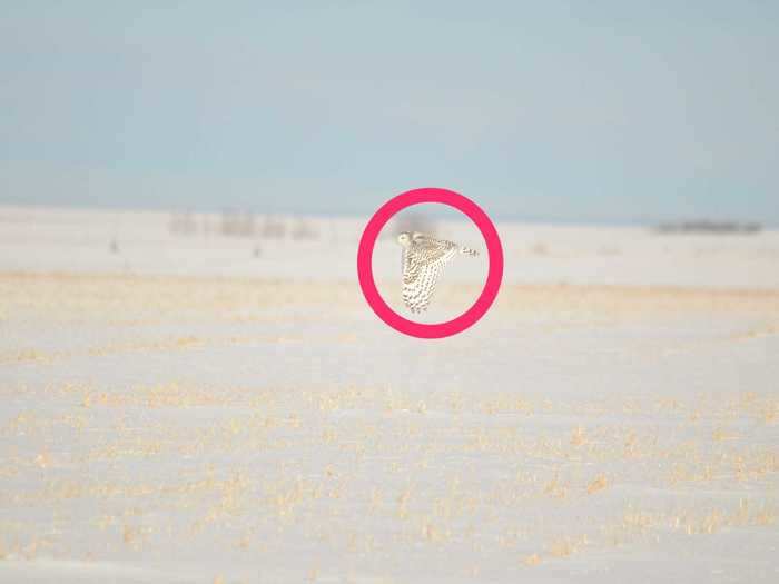 The owl can be seen flying along the frozen prairie.