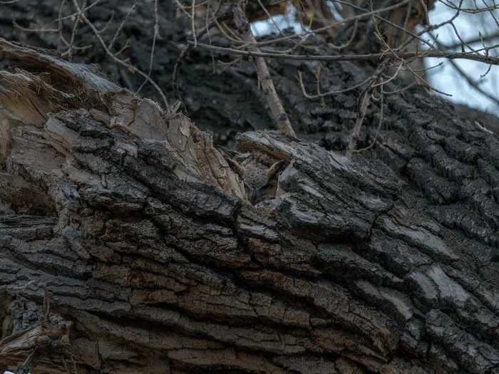 Can you spot the great horned owl in this photo?