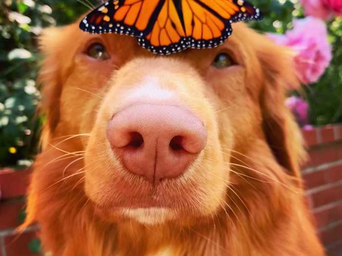 Bennett started capturing pictures of Milo with the vibrant butterflies in her garden, and people can