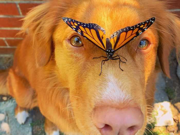 Milo is naturally very gentle with the delicate butterflies, Bennett said.