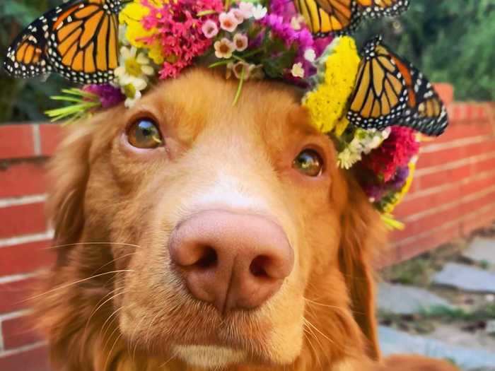 Like clockwork, Milo started to check on the butterflies every morning.