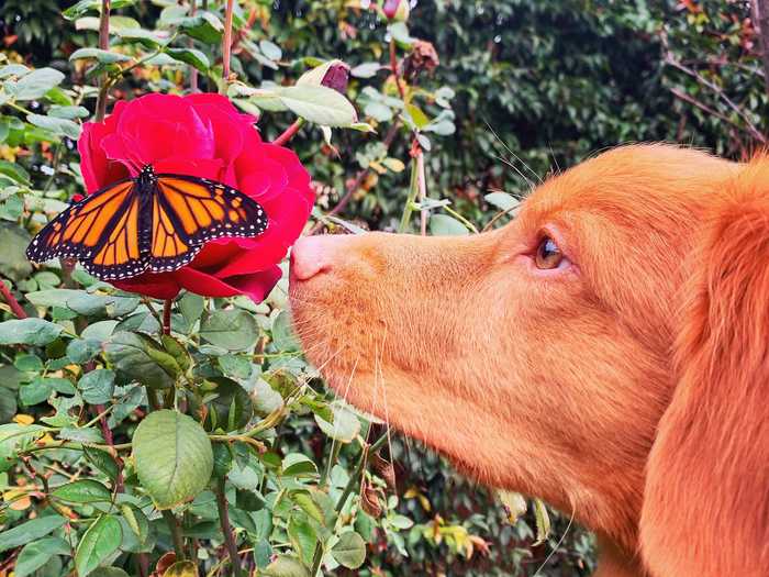 Bennett told Insider that Milo "would just sit and stare at all the butterflies."