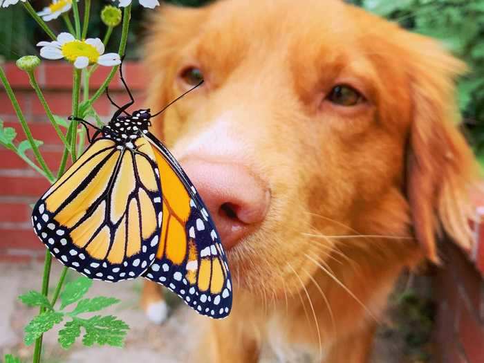 A huge butterfly migration two years ago led to tons of butterflies in the garden, and Milo became amazed by them.