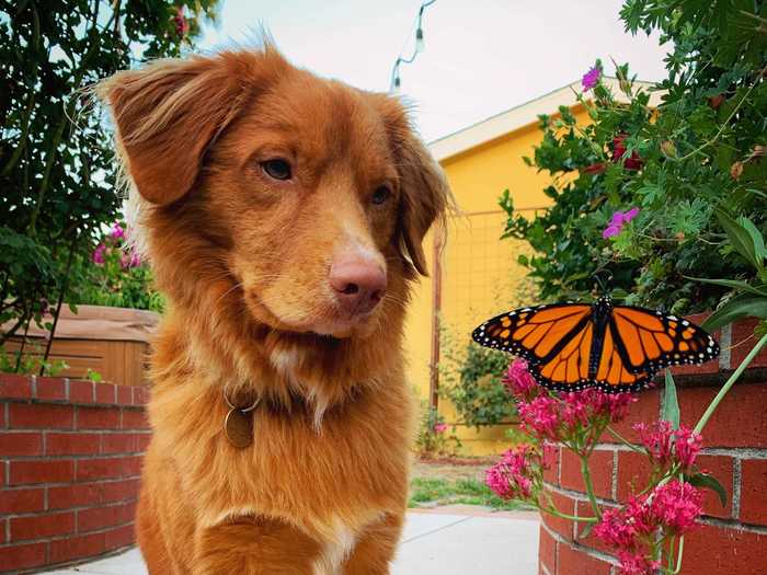 Around the same time she got Milo, Bennett started raising monarch butterflies in her garden.