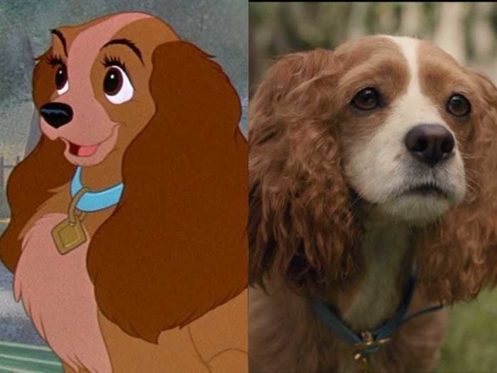 A live-action "Lady and the Tramp" movie premiered on Disney Plus in 2019. All the animals, including Lady, are rescue animals in real life. She is voiced by Tessa Thompson.