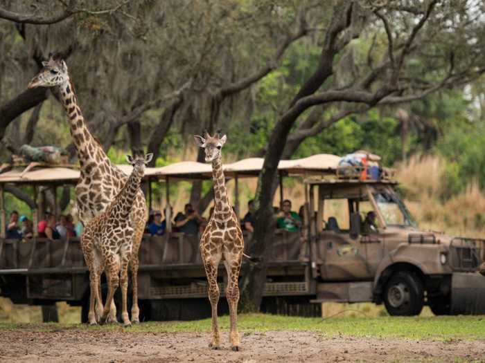 You can still see wildlife at Animal Kingdom even if the line for Kilimanjaro Safaris is too long.