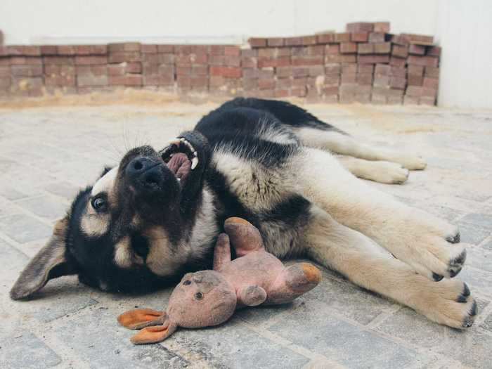 Sharing toys is another way that dogs express love.