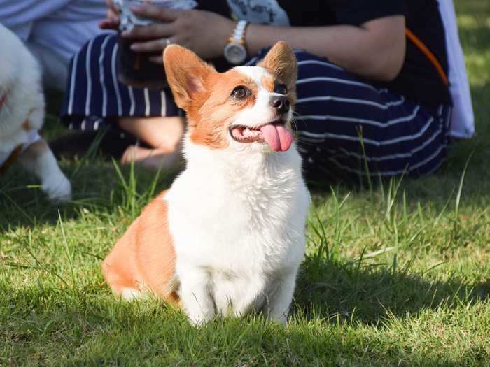 Some dogs can express affection through their faces.