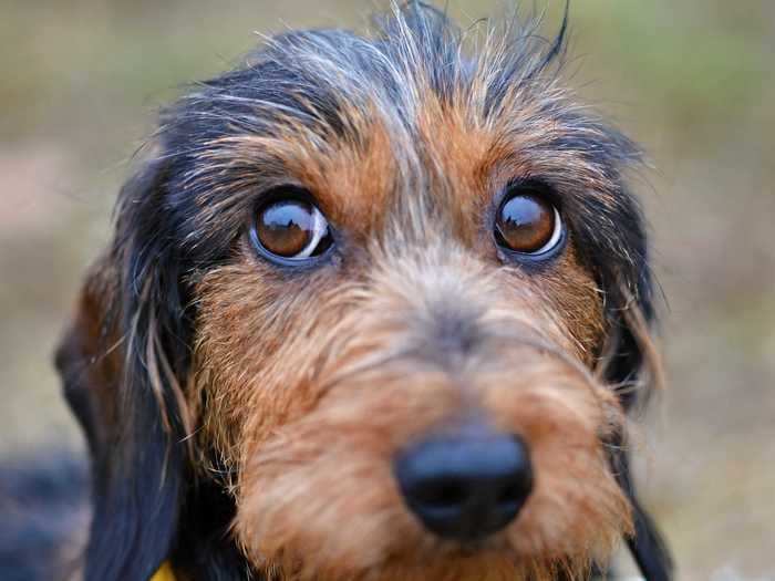 If your dog likes to gaze deeply into your eyes, it could mean they are attached to you.