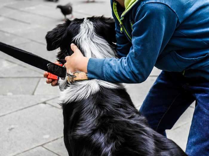 Some dogs show affection by herding their owners.