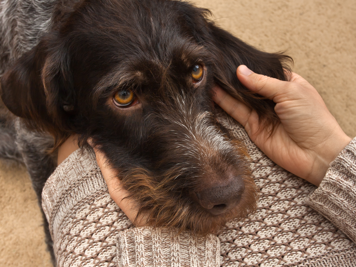 A dog may show they are devoted to you by guarding you while you eat.