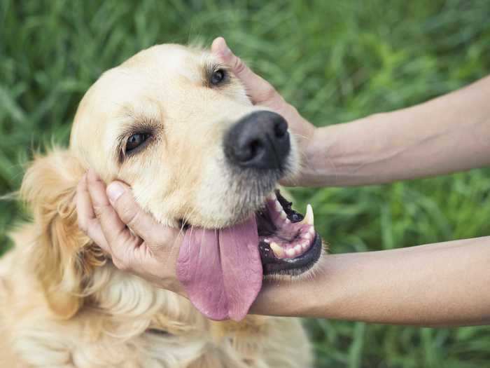 A dog that loves you will likely recognize your name — and be visibly excited when they hear it.