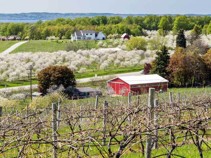 Traverse City, Michigan, became internationally known for its white wines.