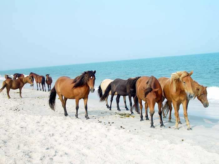 Assateague Island, in Virginia and Maryland, is famous for its beach-roaming wild ponies.