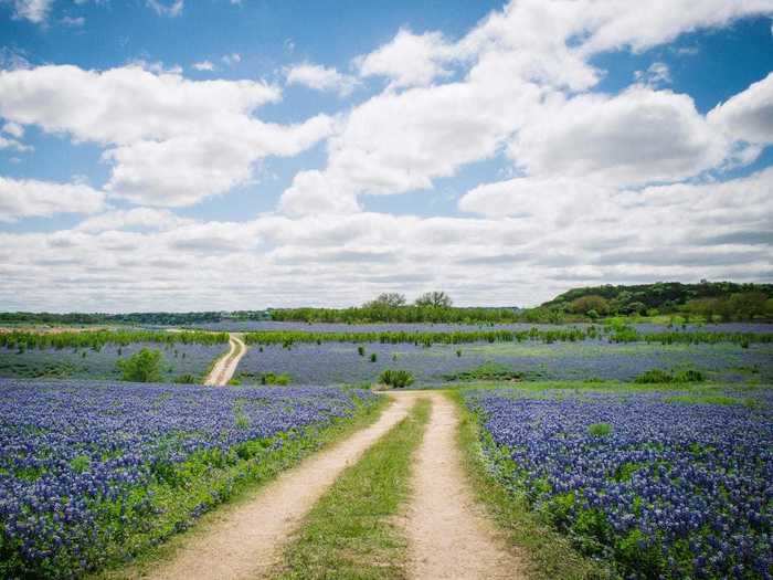 Hill Country in Texas produces world-class Cabernet and Tempranillo wine.