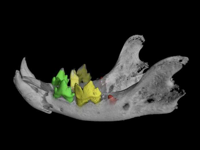 The micro-CT scan enabled Johnston to see the cat