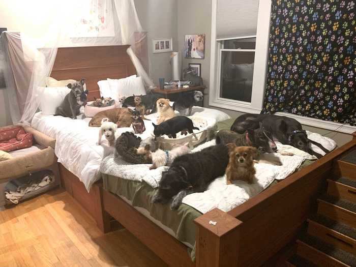 They spent $5,000 on a custom king-sized bed so that they could cuddle all their dogs to sleep, with stairs at the bottom so the pups can easily hop in.