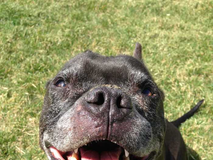 Just two months before the couple met, Chris adopted a dog named Moses that they both fell in love with.