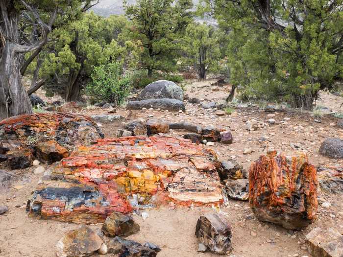 UTAH: The curse of the Escalante Petrified Forest