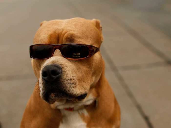 This pit bull named OJ is too cool for school.