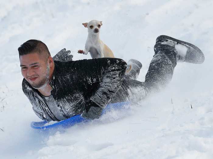 This brings a whole new meaning to dog-sledding.