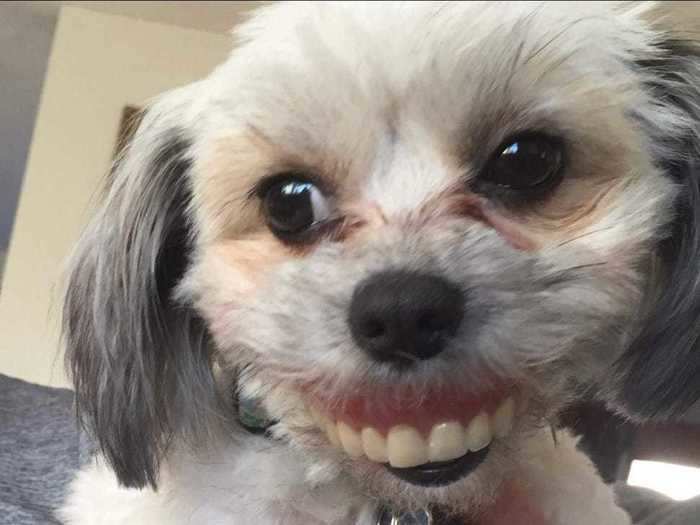 Who knew that combining human teeth and dogs would result in this terrifying yet hilarious creature?