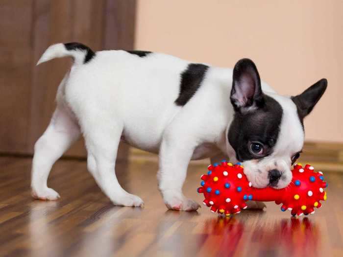 Using the same toy all of the time can get boring for your pet.