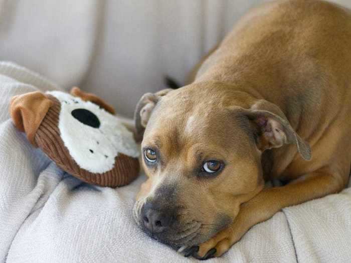 Scolding your pet during playtime can lead to behavioral problems.