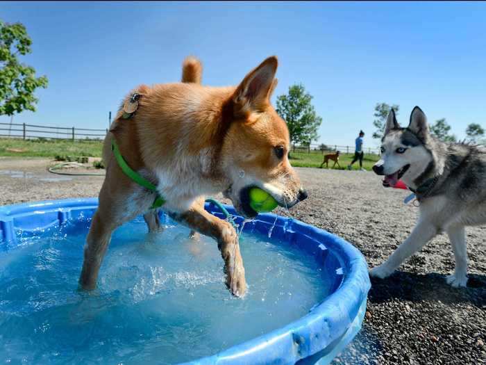 Playing with your pet on a humid day can lead to heatstroke.