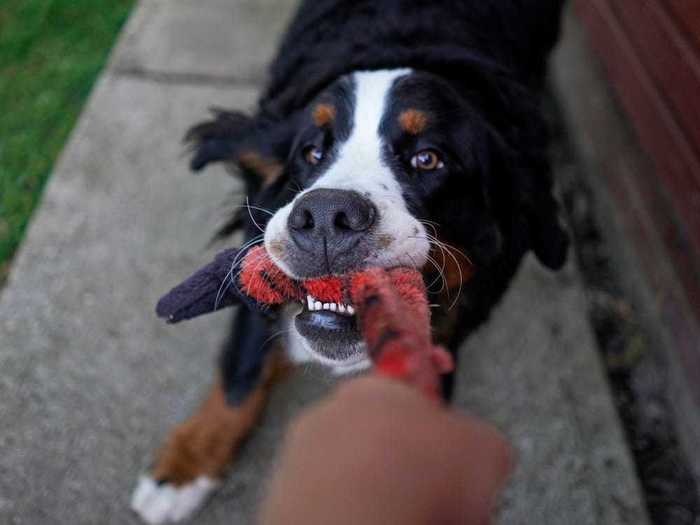 Playing tug-of-war with your dog can encourage aggression.