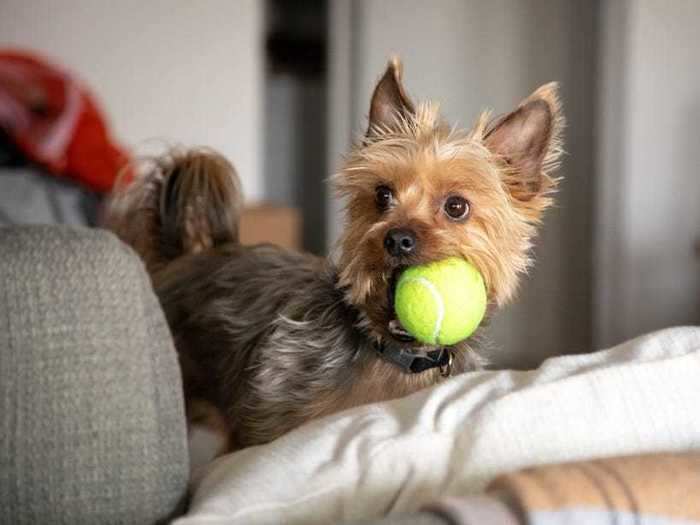 On a similar note, using the wrong-sized ball for playtime can be a choking hazard.