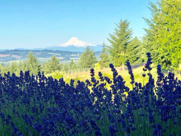 Chateau Le Coeur Winery & Lavender Farm