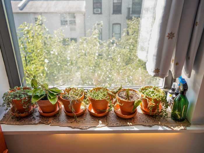 "Studies show that just looking at nature calms our brain," therapist Mark Loewen told me for a story I previously wrote for Business Insider. So I filled my room with plants. Six of them live on my window sill, one hangs from the ceiling ...