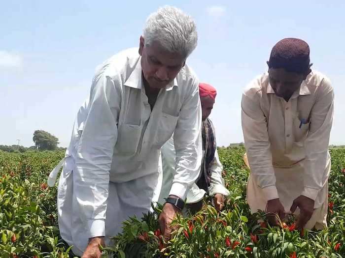 Chili farmers expect to save only 30% of their crop this year — a devastating blow to their incomes.