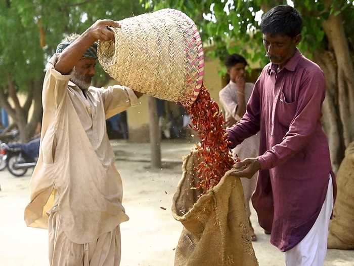 Pakistan is the fourth-largest producer of chilis in the world, but the crop needs the right amount of rain to thrive. Last year