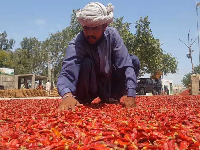 Nearly 25,000 sacks of chilis are bought and sold every day at this wholesale market in southern Pakistan, one of the largest chili markets in the world.