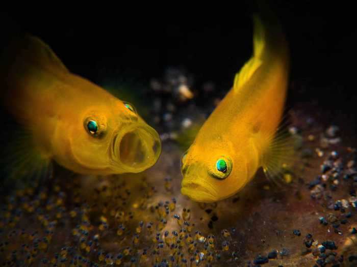 First Place Compact Behavior: "Lemon Goby" by Stan Chen