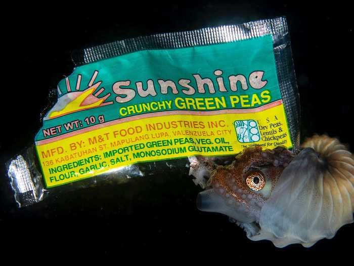 Third Place Underwater Conservation: "Sunshine" by Eric Hou